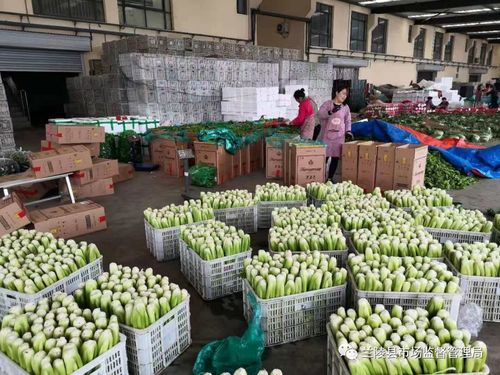 筑牢源頭防線，守護(hù)舌尖安全——蘭陵縣市場監(jiān)管局深入開展農(nóng)貿(mào)農(nóng)批市場食用農(nóng)產(chǎn)品專項(xiàng)檢查